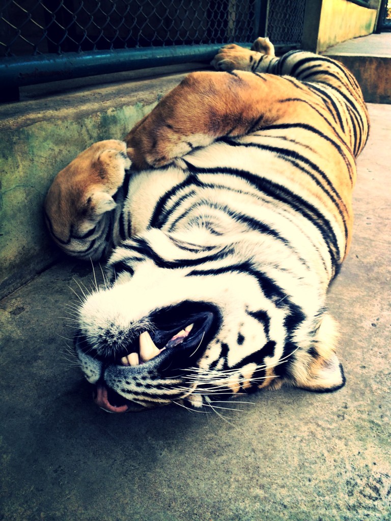 tiger kingdom thailand